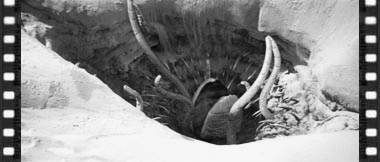 Sarlacc